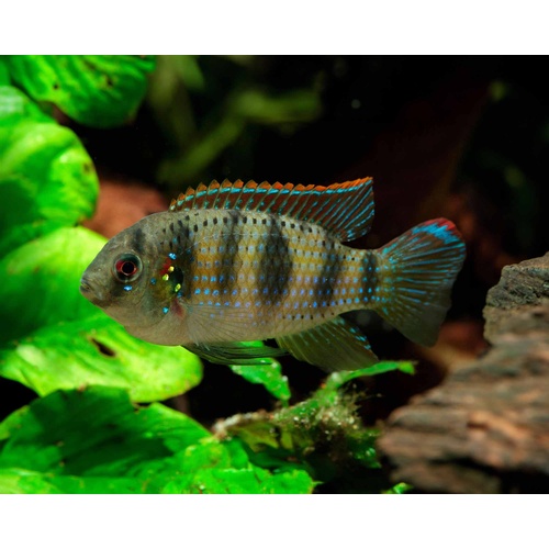African Butterfly Cichlid Pair