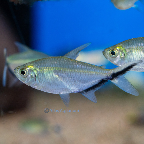 Costae Tetra