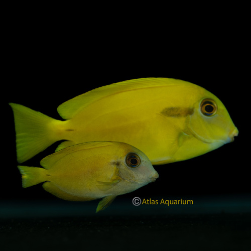 Orange Shoulder Tang