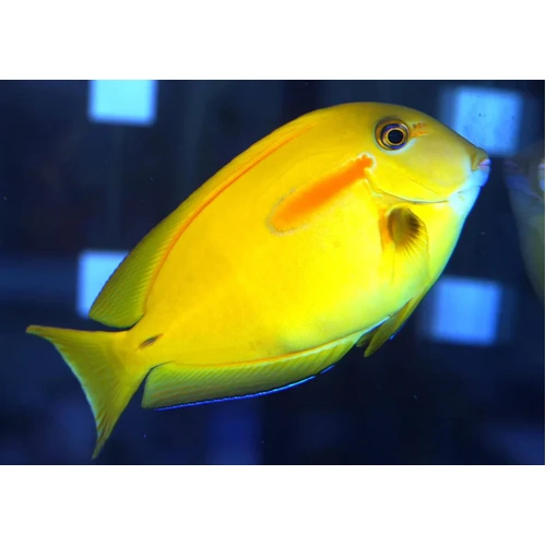 Orange Shoulder Tang