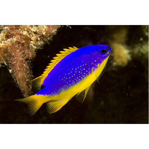 Fijian Damsel