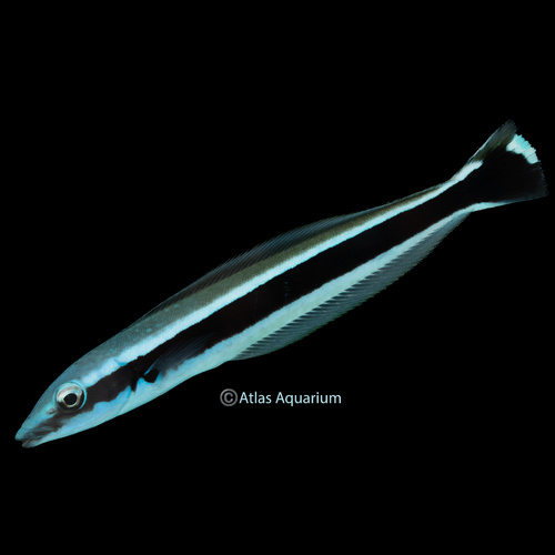 Blue Blanquillo
