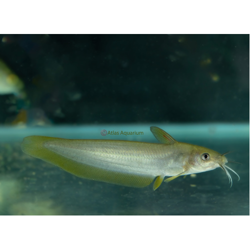 Golden Eel Tail Catfish 5-10cm