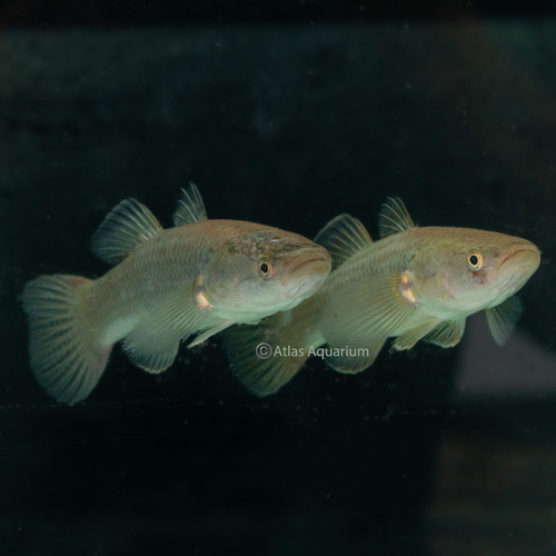 Snakehead Gudgeon 5-12cm