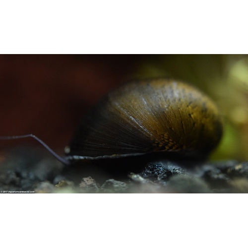Dusky Nerite Snail