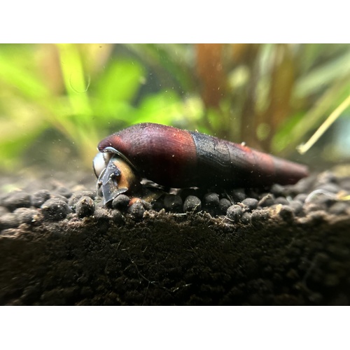 Devil Ater Snail