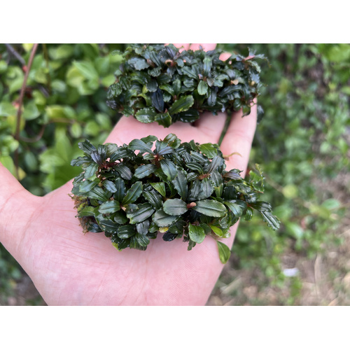 Bucephalandra Mini Phantom On Napad - 7cmx4cm