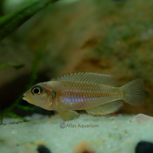 Gold Ocellatus 2-3cm