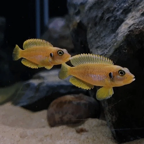 Gold Ocellatus 2-3cm