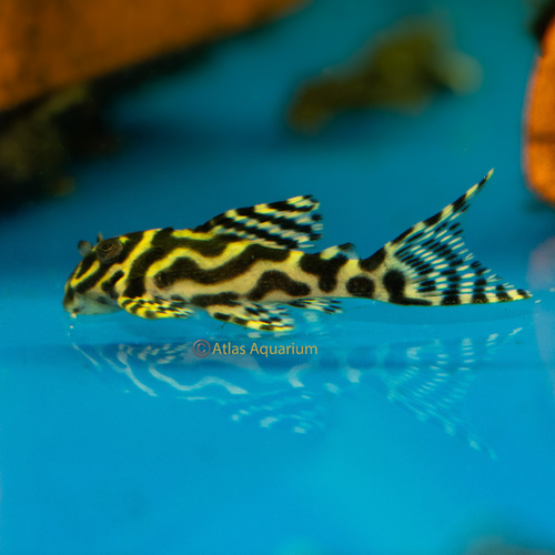 L236 - Cracked Zebra Pleco