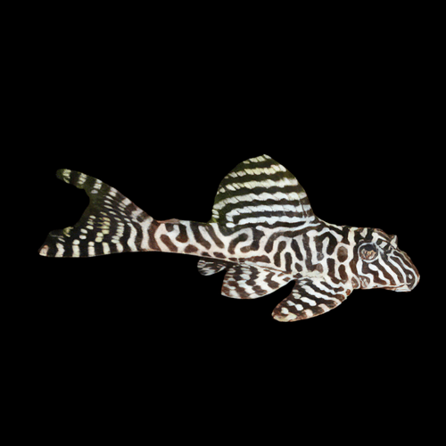 L236 - Cracked Zebra Pleco