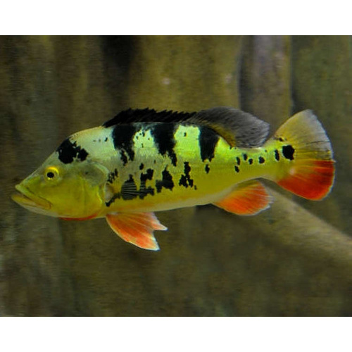 Monoculus Peacock Bass 4-6cm