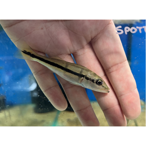Temensis Peacock Bass 6cm+