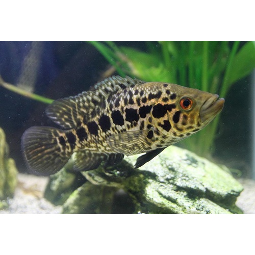 Jaguar Cichlid 5-6cm