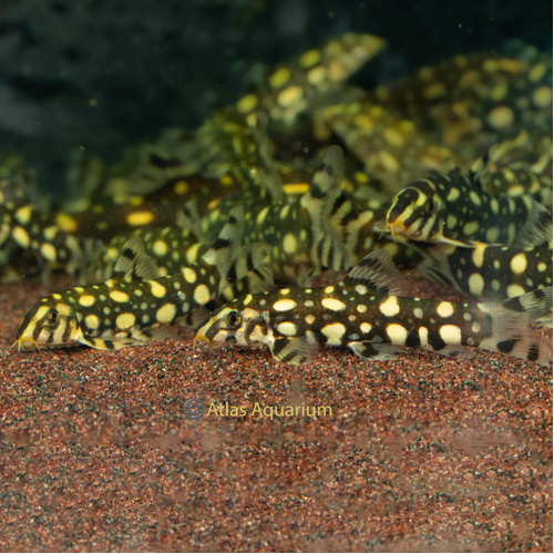 Kubotai Loach