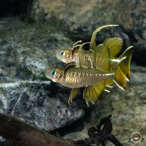 Pacific Blue Eye - Ross River