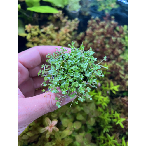 Hydrocotyle "Micro"