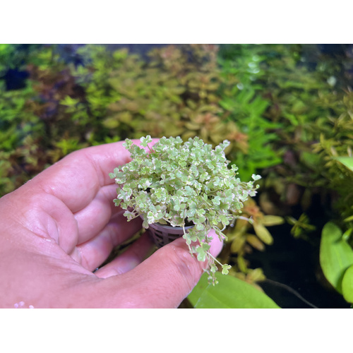 Hydrocotyle "Variegated"