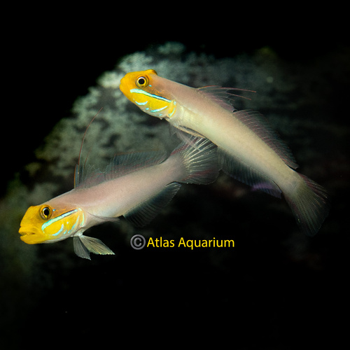Gold Head Sleeper Goby