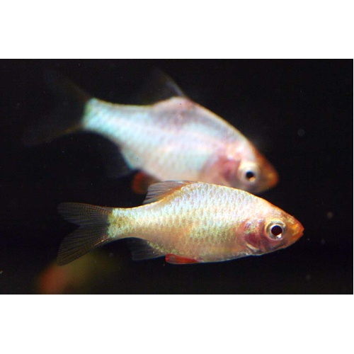 Platinum Tiger Barb