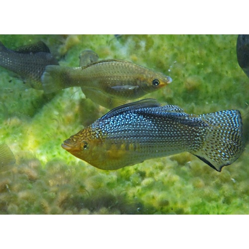 Wildtype Green Sailfin Molly