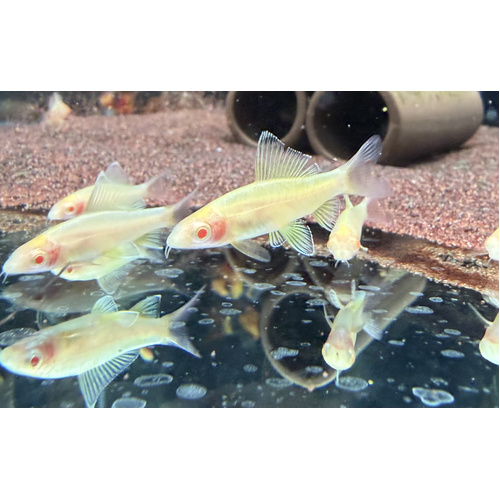 Gold Albino Redtail Shark