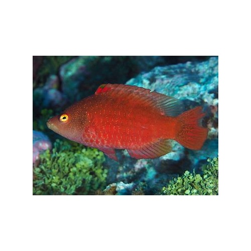 Snooty Maori Wrasse