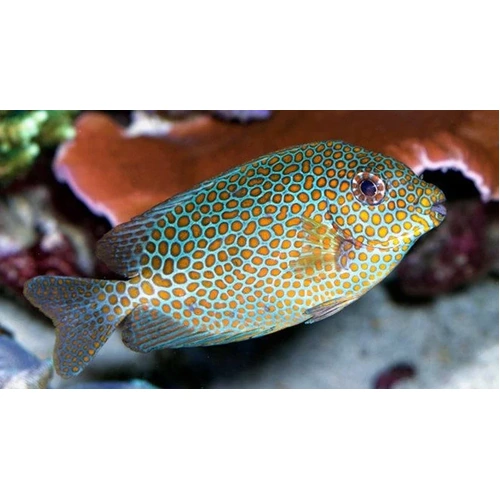 Gold Spotted Rabbitfish