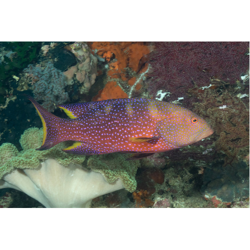 Coronation Trout 15cm
