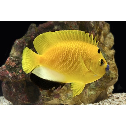 Flagfin Angelfish Large