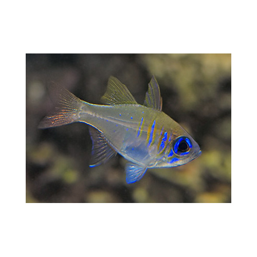 Glass Cardinalfish