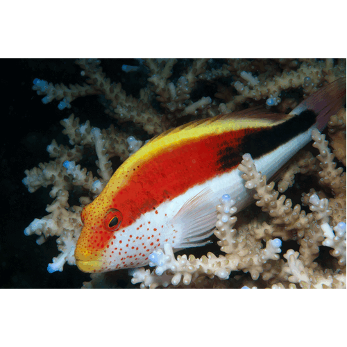 Freckled Hawkfish