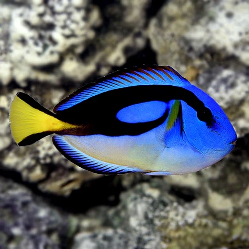 Yellowbelly Blue Tang