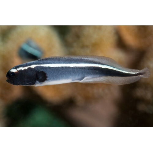 Engineer Goby - Neonate