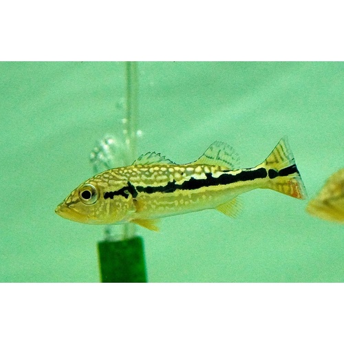 Royal Silk/Snakeskin/Batik Peacock Bass 5-8cm