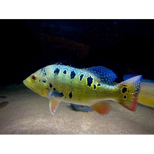 Brokopondo Peacock Bass 5-8cm