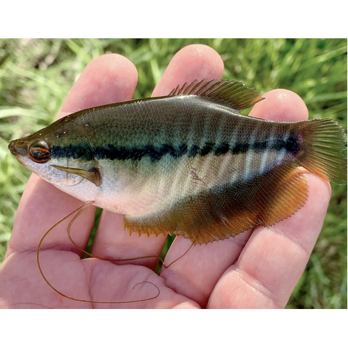 Snakeskin Gourami