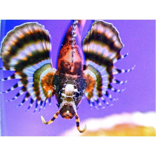 Fu Man Chu Lionfish
