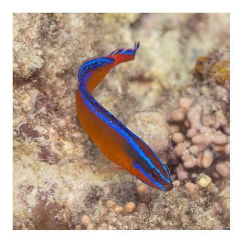 Neon Dottyback