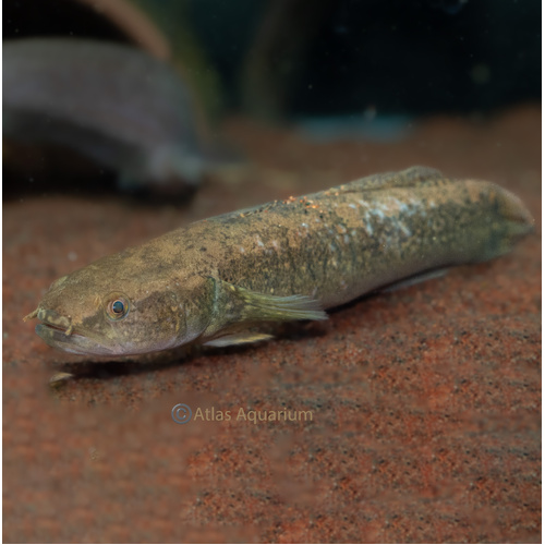 Chinese Goby