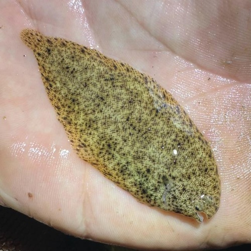 Freshwater Sole