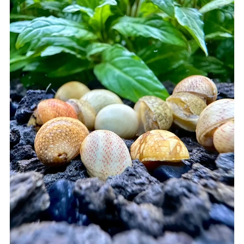 Mixed Shell Nerite Snails