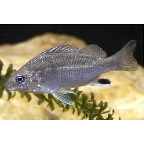 Midgley's Grunter