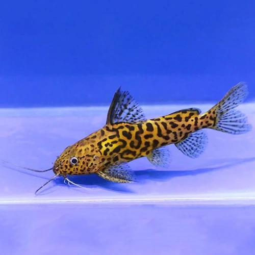 Synodontis Schoutedeni 4-5cm