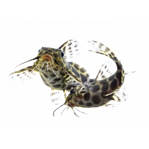 Synodontis Sp. Alberon