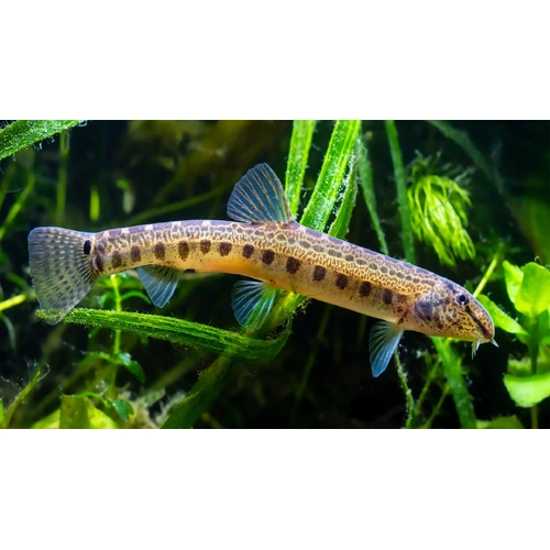 Dwarf Sand Loach
