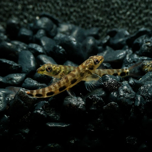 Stone Loach