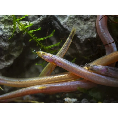 Gold-Rainbow Kuhli Loach