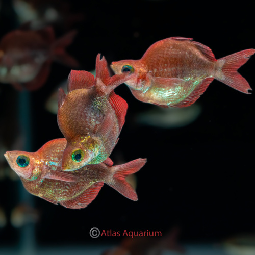 Balloon Salmon Red Rainbowfish
