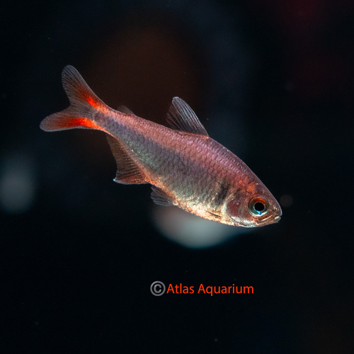 Wadai Tetra